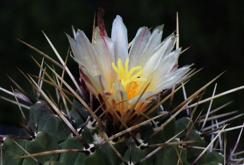 Thelocactus saussieri